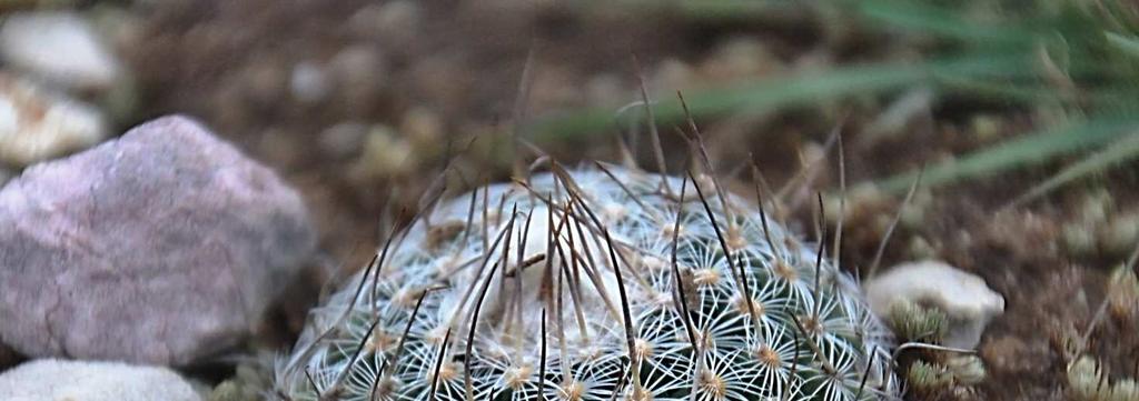 Gymnokaktusy v přírodě Botanici určitě namítnou, že název rodu,