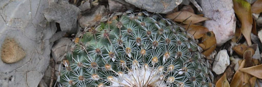 Gymnocactus saueri ssp.