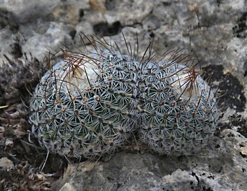 Je tedy zřejmé, že populace Gymnocactus saueri ssp. septentrionalis je vázána na mikroklimatické podmínky vrcholu kopce. Není to ostatně nic, co by bylo výjimečné.