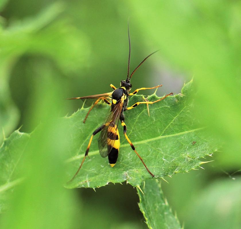 Motýli škodící na cukrové řepě MOTHS HARMFUL TO SUGAR BEET Kamil Holý Výzkumný ústav rostlinné výroby v Praze Klára Pavlů Řepařský institut v Semčicích V České republice bylo zjištěno 3 429 druhů