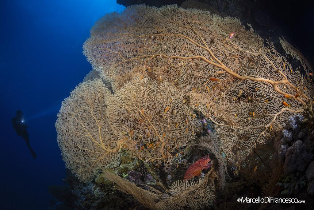 Obrovské a bujné porosty kolonií mo?ských v?jí?? se rýsují na pozadí hlubokého mo?e (Canon 5Dmk3 + Tokina 10-17mm Nauticam Housing F16 1/200 iso 200). Krátký popis Na ostrov? je možné uskute?nit r?