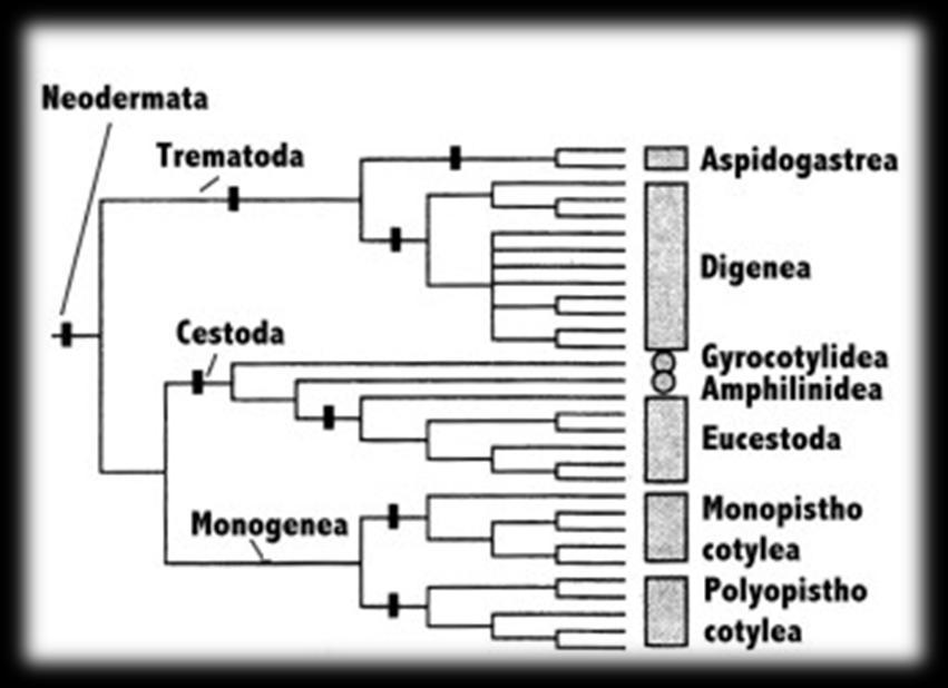 2.3.2. Systém a současný pohled na fylogenezi Obr. 2: Fylogenetické vztahy motolic založené na morfologických a DNA molekulárních znazcích (převzato z Rohde, 2011).
