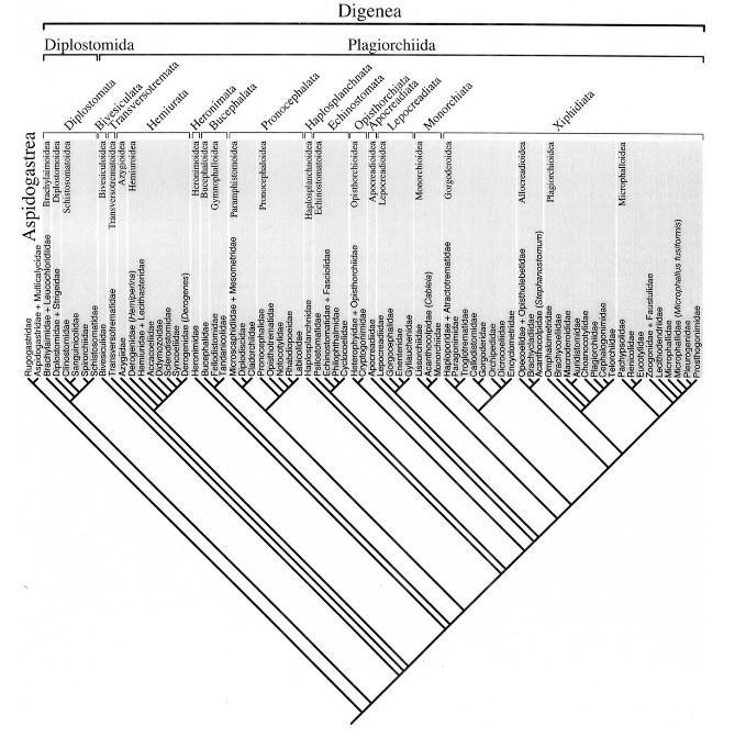 Obr. 3: Revidovaná klasifikace Digenea na základě výsledků bayesovské inference z lsrdna a ssrdna (převzato z Olson a kol., 2003). 2.3.3. Trematodózy 2.3.3.1.