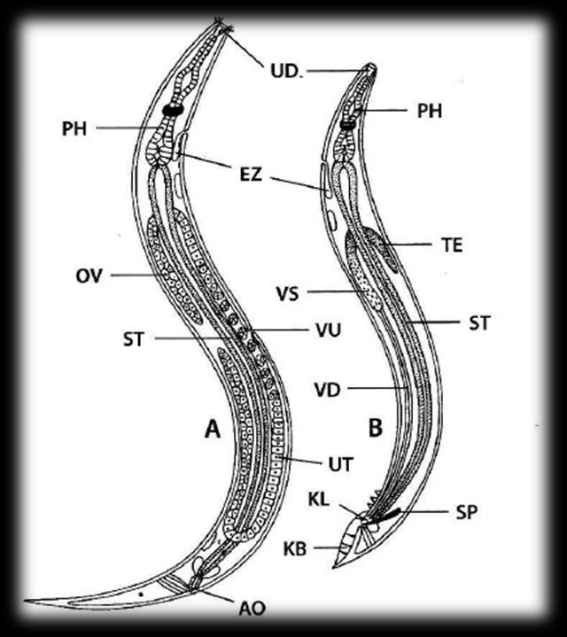 Obr. 7: Základní anatomie hlístice: A - samice, B - samec, AO - anální otvor, UT - uterus, VU - vulva, EZ - exkrečně-sekreční žlázky, UD - ústní dutina, PH - larynx, OV - ovarium, ST - střevo, KB -