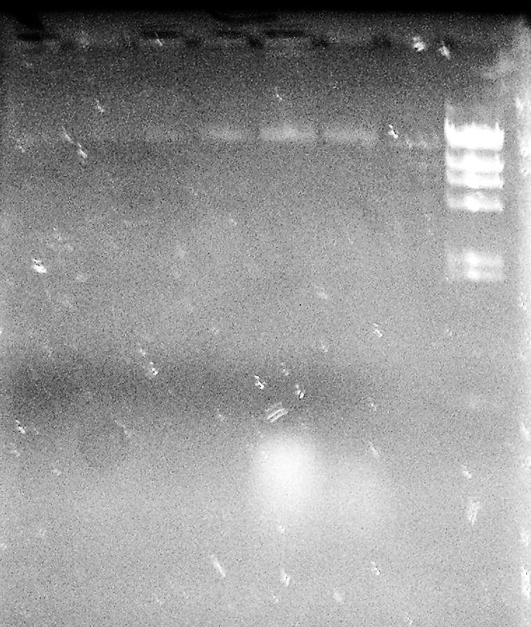 5.3 Izolace DNA z hrubých lyzátů buněk rodu Lactobacillus fenolovou extrakcí K izolaci celkové DNA pomocí fenolové extrakce byly použity 2 vzorky hrubých lyzátů od každého kmene (2x 500µl).