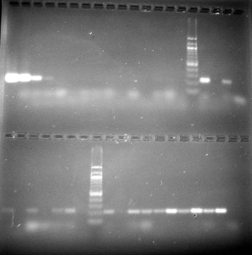 Izolovaná DNA byla amplifikována v PCR. Intenzivní PCR produkty byly detekovány po amplifikaci DNA izolované z výrobku Actimel pomocí všech magnetických nosičů v prostředí 16 % PEG 6000 a 2 M NaCl.