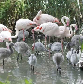 cz ROZLOHA / AREA (celkem / expoziční část / total / exhibits) 6 ha / 4,8 ha POČET ZVÍŘAT / NUMBER OF ANIMALS