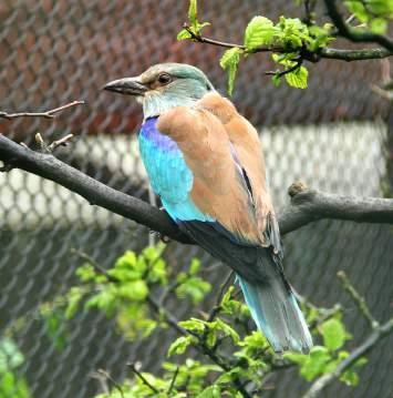 PROFESSIONAL ORGANIZATIONS / 18 Mandelík hajní / European roller (Corasias garrulus) Plameňák růžový / Greater