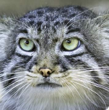 knihách ISB / Number of ISB animals 288 ha / 75 ha 249 / 1 27 15 / 58 17 / 49 9 / 31 / 28 Manul / Pallas s Cat (Otocolobus manul) Zubor európsky chovný