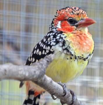 young of Silverycheeked Hornbill in Slovak Zoos (Bycanistes brevis) Perlavec červenohlavý Redandyellow Barbet (Trachyphonus erythrocephalus) Košická Zoo