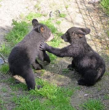 ČLENSTVÍ V ODBORNÝCH ORGANIZACÍCH MEMBERSHIP IN PROFESSIONAL ORGANIZATIONS EAZA Evropská asociace zoologických zahrad a akvárií