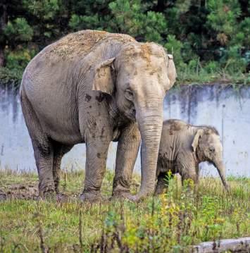 fourth Asian elephant offspring was born at Ostrava Zoo in 217 (Elephas maximus) Broukoviště v Zoo Ostrava získalo titul Dřevěná stavba roku 217 The loggery at