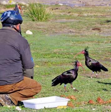 přírodě Two young Northern bald ibises were released into the wild within the Proyecto eremita reintroduction project (Geronticus eremita) ČLENSTVÍ V ODBORNÝCH