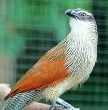 51 ČLENSTVO V ODBORNÝCH ORGANIZÁCIÁCH MEMBERSHIP IN PROFESSIONAL ORGANIZATIONS / 8 Ostrohár bielobrvý / Whitebrowed Coucal