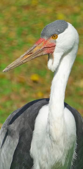 Eurázijská regionálna asociácia zoologických záhrad a akvárií Eurasian Regional Association of Zoos and Aquaria Medzinárodná