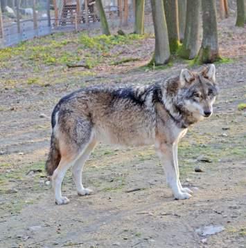 / individuals) Počet zvierat v Európskych chovných programoch EEP / Number of EEP animals V Európskych plemenných knihách