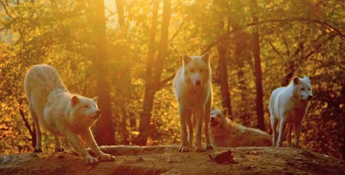 ZOO BRNO www.zoobrno.cz Zoo Brno a stanice zájmových činností, příspěvková organizace 1 2 3 4 5 Ředitel / Di