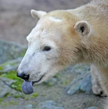 zoologických zahrad a akvárií European Association of Zoos and Aquaria Euroasijská regionální asociace zoologických zahrad a akvárií Eurasian