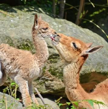 tamarin (Saguinus midas) Vikuňa / Vicuna (Vicugna vicugna) Rys ostrovid / Eurasian lynx (Lynx lynx) EAZA IZE Species