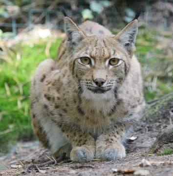 asociace zoopedagogů International Zoo Educators Association Mezinárodní systém registrace živočišných druhů Global