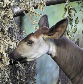 for the first time in safari EAZA EARAZA IZE UCSZOO Evropská asociace zoologických zahrad a akvárií European Association