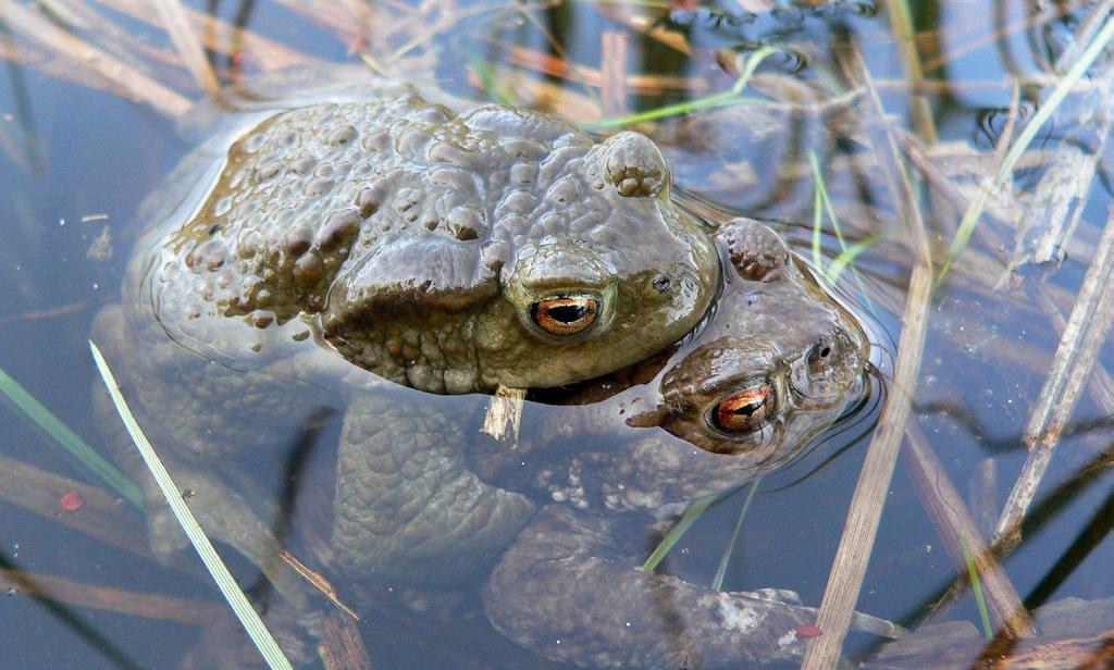ROPUCHA OBECNÁ Bufo bufo Common Toad Erdkröte Popis velikost samic až do 15 cm, samců do 10 cm (většinou výrazně méně) celkově robustní žába s výraznými jedovými žlázami na hlavě (parotidami), kůže