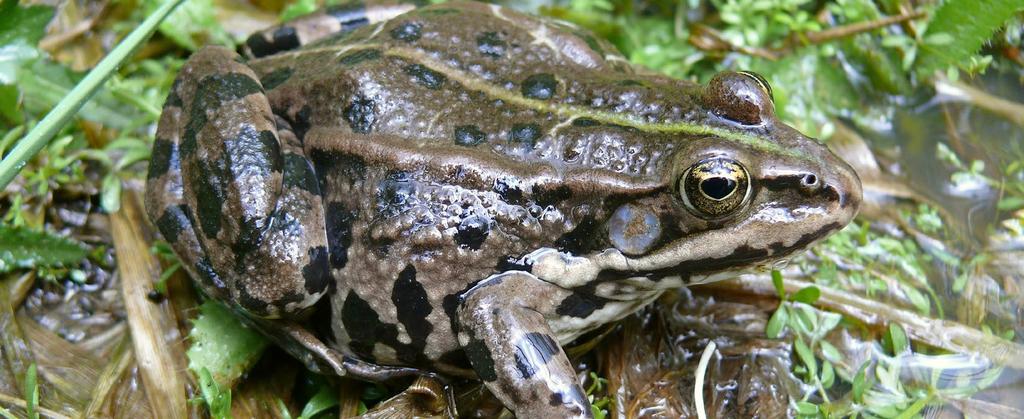 SKOKAN SKŘEHOTAVÝ Pelophylax ridibundus (Rana ridibunda) Marsh Frog Seefrosch Popis největší žába ČR, dosahuje obvykle velikostí 10 až 14 cm, někdy až 18 cm zbarvení je nejčastěji olivově zelené,