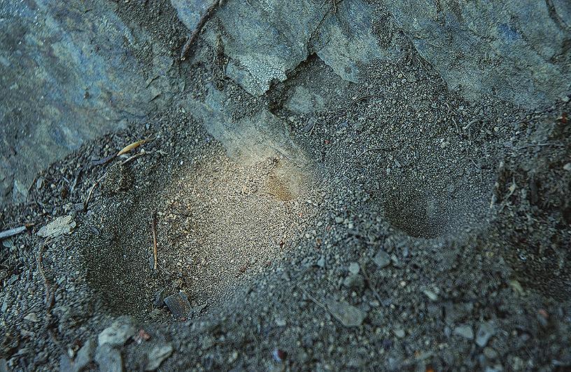 22 23 24 22 Lapací pasti mravkolva bì ného (Myrmeleon formicarius) najdeme pod skalními pøevisy nebo pod keøi v jemném písku. 23 Modrásek rozchodníkový (Scolitantides orion).