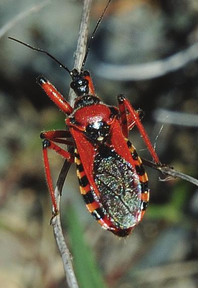 Dal í nápadnou plo ticí, která je vázána svým výskytem na tolitu lékaøskou, je plo tièka pestrá (Lygaeus equestris).