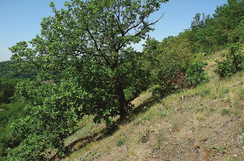 Památkou na za lou slávu vinic v Bohnickém údolí jsou i pozùstatky malého vinného lisu a nìkolik zplanìlých rostlin vinné révy, roztrou enì rostoucích v území.