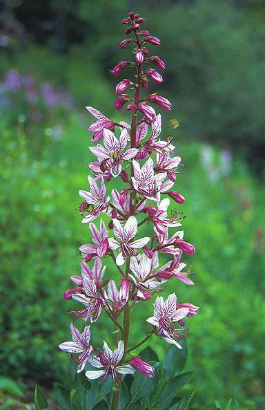 anka kalamandra (Teucricum chamaedrys) nebo smolnièka obecná (Lychnis viscaria).