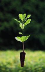 Popis Dub letní (Quercus robur): Strom se silným kmenem dosahující výšek až 40 m a průměru kmene 1,5 (-4) m. Patří k našim nejmohutnějším dřevinám, dožívá se asi 500 let.
