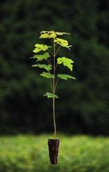 Popis Javor klen (Acer pseudoplatanus): Strom velkých rozměrů s dosti přímým válcovitým kmenem a košatou korunou. Klen dosahuje 35-40 m výšky a průměru kmene až 2 m.