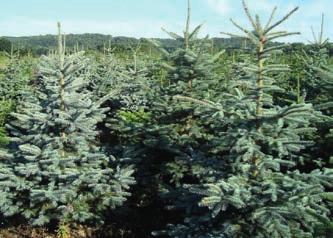 černá (Pinus nigra) Smrk pichlavý (Picea pungens f.