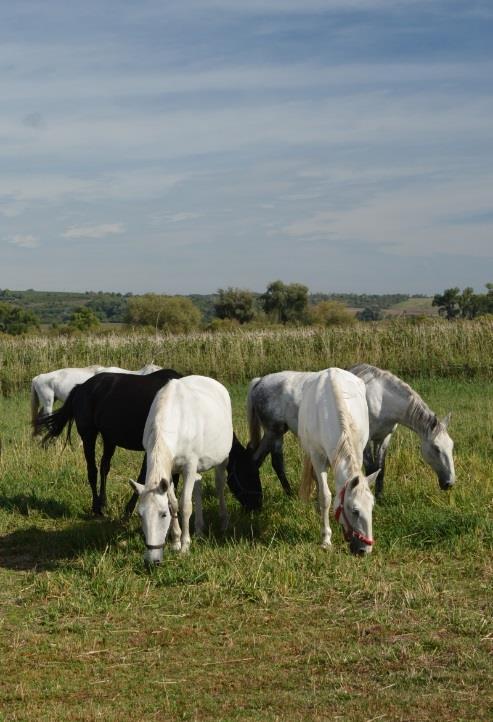 Regionální pracoviště Jižní