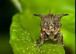 ř. Hemiptera: