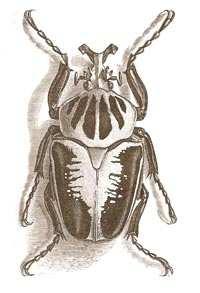 Nanosella fungi (čel.