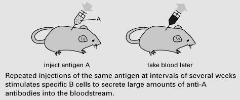 Katalytická histochemie - příklady Peroxidáza tkáňové řezy jsou inkubovány v roztoku obsahujícím peroxid vodíku a DAB (diaminoazobenzidin) DAB je v přítomnosti peroxidázy oxidován výsledek: