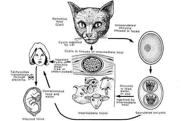 Toxoplasmóza gsbs.