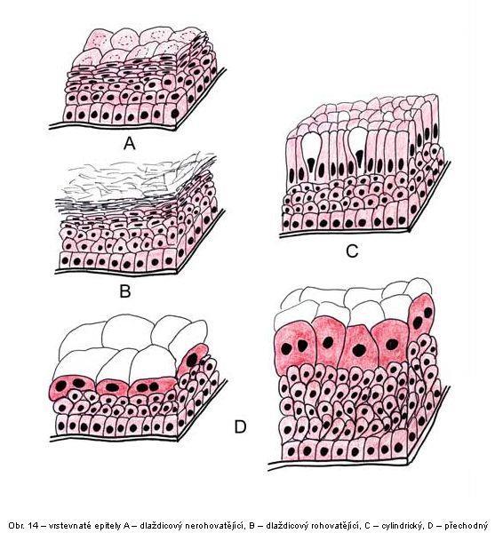 Vrstevnaté epitely několik vrstev buněk všechny buňky nedosahují b.m.