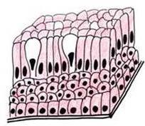 Vrstevnatý cylindrický epitel vzácný bazální a povrchová vrstva