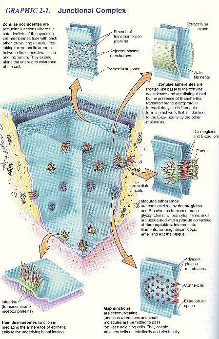 Epitelové buňky jsou polarizované: apex mikroklky, řasinky.
