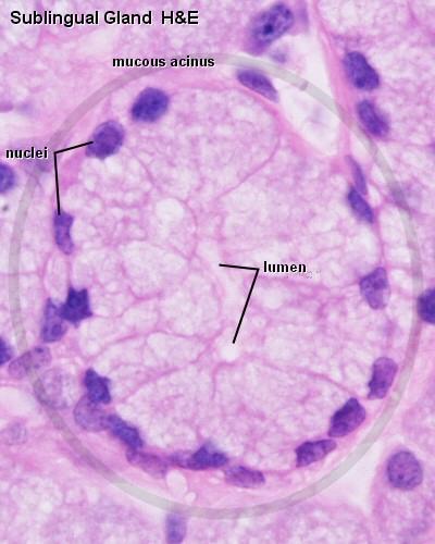 Mucinózní žláza sekreční oddíly - stavěny na způsob tubulů, jsou vystlány