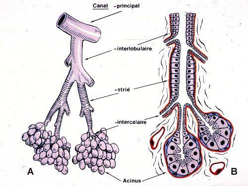 čistě