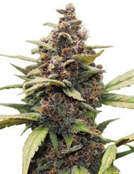 Feminizovaná semena samonakvétacích odrůd Feminizovaná semena samonakvétacích odrůd 16 Vítěz Indica Cupu 2009 Pineapple Chunk 20% Sativa. 80% Indica 90/100 cm 55/60 dní 9.