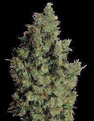 Vítěz Cannabis Cupu 2010 Bad Azz Kush 100% Indica 100/110 cm 55/60 dní 9.50 26 Original OG X Urkel X Afghan Kush.