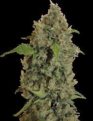 Feminizovaná semena samonakvétacích odrůd Feminizovaná semena samonakvétacích odrůd Vítěz Sativa Cupu 2010 Chronic Thunder 20% sativa. 80% Indica 90/100 cm 55/60 dní Chronic X Alaskan Thunder Fuck.