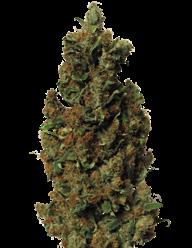 Red Diesel 50% Sativa. 50% Indica 90/100 cm 60/65 dní Začátek října 8.50 23 Californian Orange X NYC Diesel.