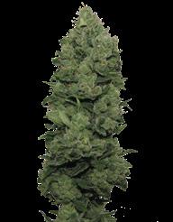 Vítěz Indica Cupu 2007 8 Ball Kush 100% Indica 70/80 cm 50/55 dní Uprostřed září 7.50 21 Afghanistan X Pakistan.