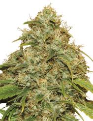 CBD Lemon Potion Auto 40% Sativa. 60% Indica 80/90 cm 70 dní od naklíčení 9.50 26 BF Lemon X CBD Crew S vyšším obsahem CBD X Auto.